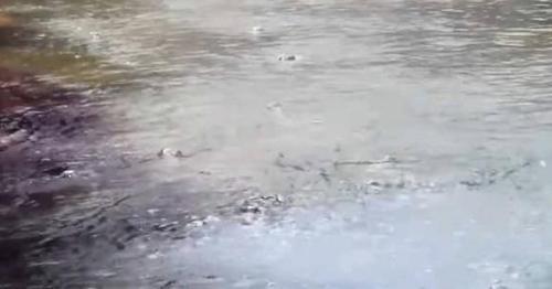 亚马逊雨林有一条神秘的河流，河水常年沸腾，动物掉进去被煮熟！