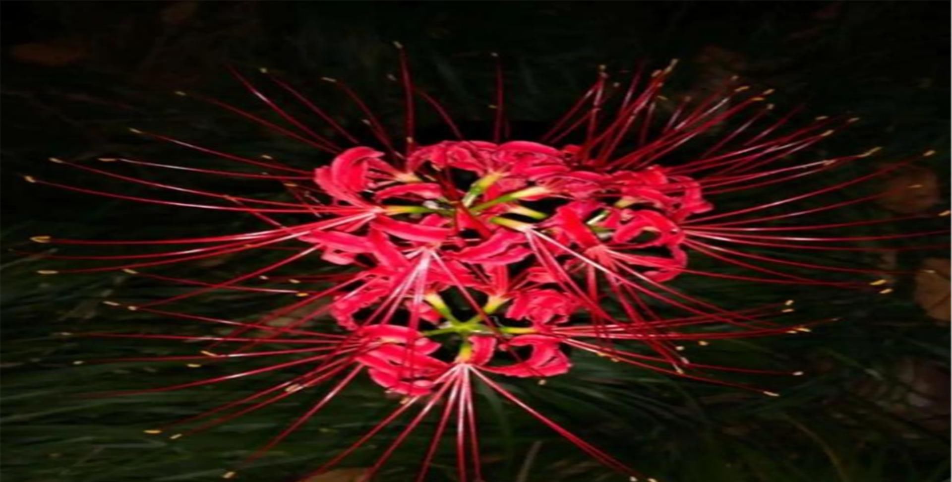  『绿色植物』为大家普及六种有毒花，看见绕道走，千万要当心哦！