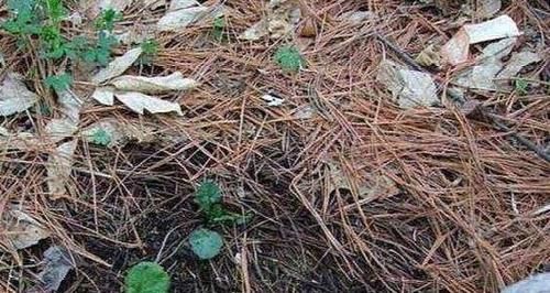  「花草」哪些土壤适合用来盆栽花草？弄懂4种土质，啥花都能蹭蹭长不停