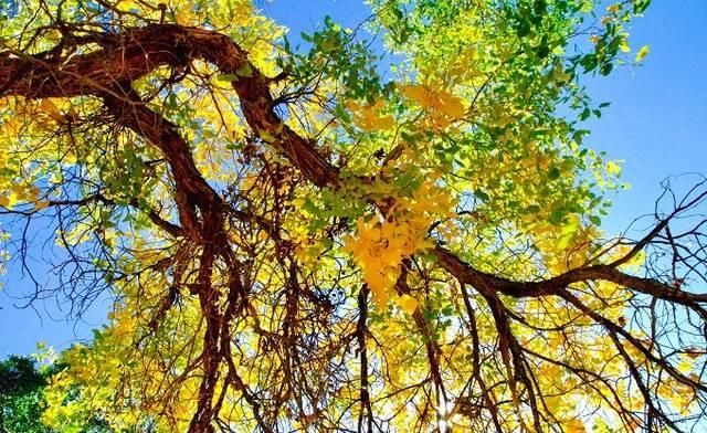 阅尽秋色，却道秋是武汉江夏山色浓！