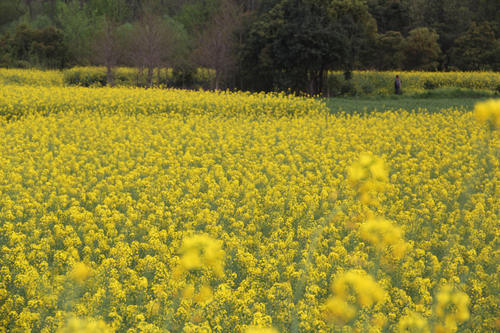 看这里！三月赏花好地方已经安排好了