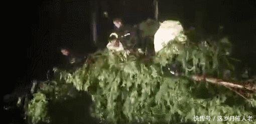 台风“利奇马”来袭，多地暴雨或大暴雨，你需要注意这些事情！