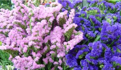 【艳丽】此花颜色艳丽,花型独特,花量大,适合养护观赏