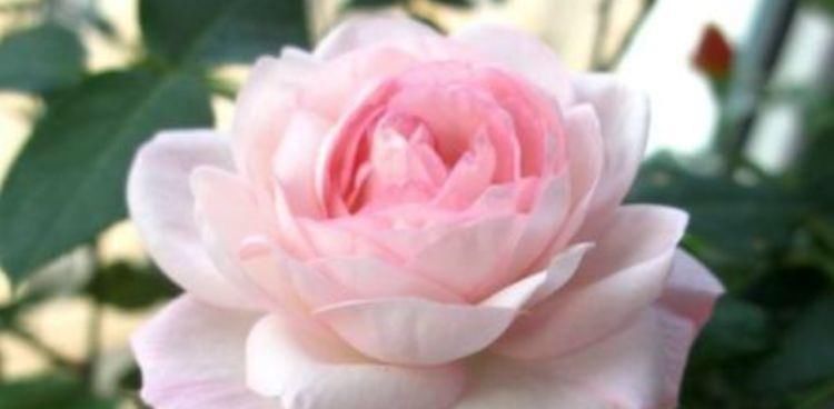  粉嫩：喜欢玫瑰，不如养盆“玫瑰精品”瑞典女王，花型丰满，粉嫩娇贵！