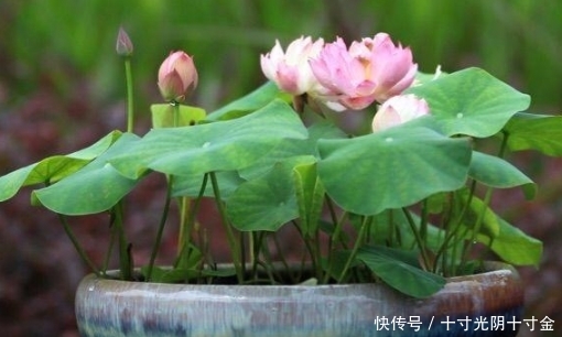 「植物」夏天养这几款花,沾土就活,开花一簇一簇,阳台美成“大观园”
