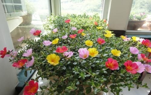  枝条|1种花,掐根枝条丢土里,7天生根长新芽,一年开花300天