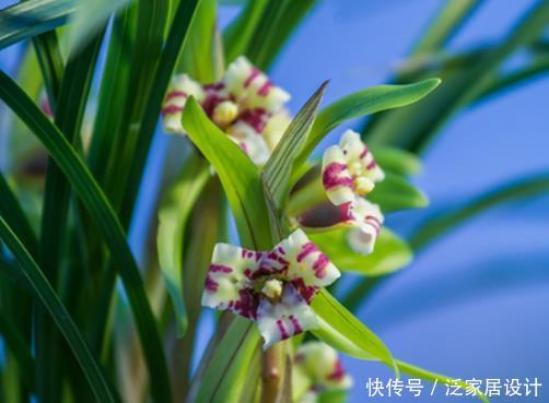  「兰花」兰花浇水有秘诀，光浇透远远不够，学会这4招花开满盆，赏心悦目