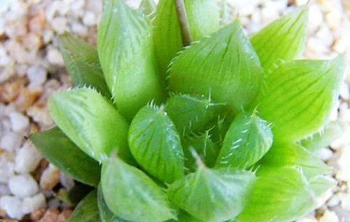  「植物」多肉植物水晶掌怎么养 水晶掌的养殖方法