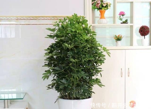  [土壤]招财树换盆，3个原则不能错，7天就缓苗，叶片多，八方来财