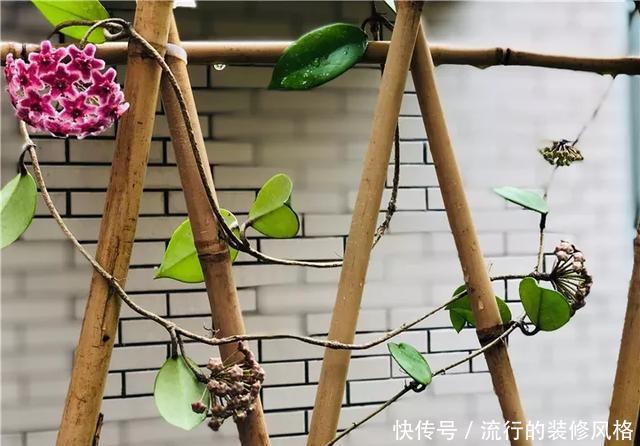  [喜欢]超级耐阴的球兰，养1盆能爬上窗台、房顶，开花比香水还香