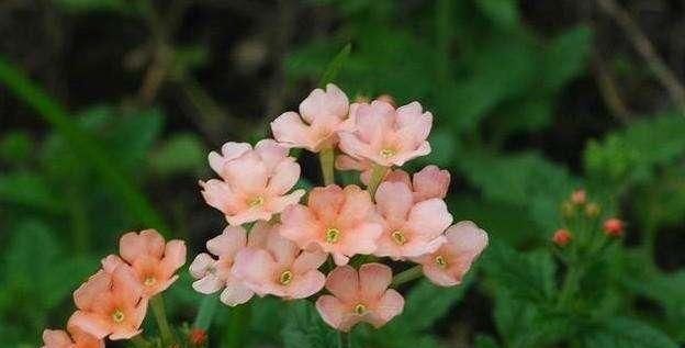  『几块钱』几块钱就能买一盆的美女樱，开花好看花量大，关键是特别好养
