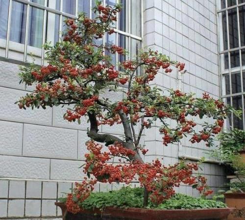  『观赏价值』1种果树“不起眼”，种植1棵在阳台，结出“红果子”，看着珍贵