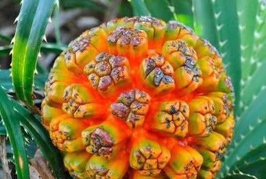 世界上最“奇特”的5种水果，有的都没有见过，全吃过绝对是土豪