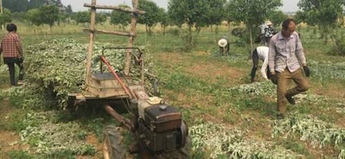  #村民#在农村，种植艾草能赚大钱，这是真的吗？