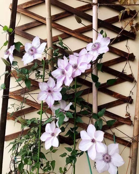 家里■家里养这几种爬藤植物，整面墙全是花