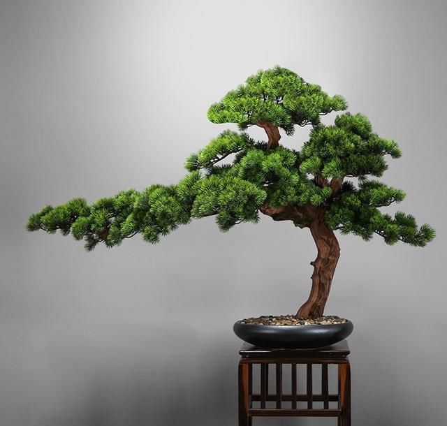  [丰收]建议各位：在乡下遇到这种花草，多挖几颗，年年丰收，高雅特迷人