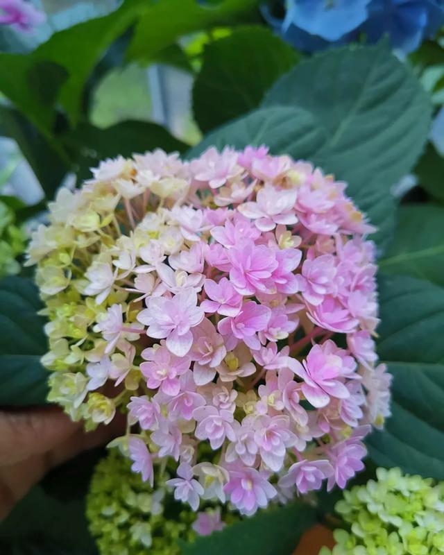  #图片作者#有一颗爱花的心，就算只有个封闭小阳台，也能养出一片花海！