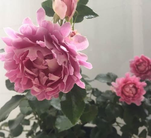  「绚丽多姿」这四款花，养在阳台花姿妖娆，花开美轮美奂，绚丽多姿