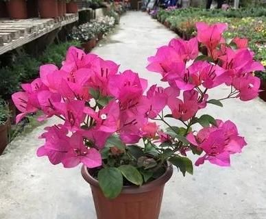【日常】高温天气,三角梅叶子大量脱落,我们日常养护“这么做”,快速催新芽