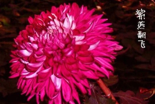  「珍品」喜欢菊花，不如养盆“菊之珍品”，似龙飞凤舞，绚丽多姿