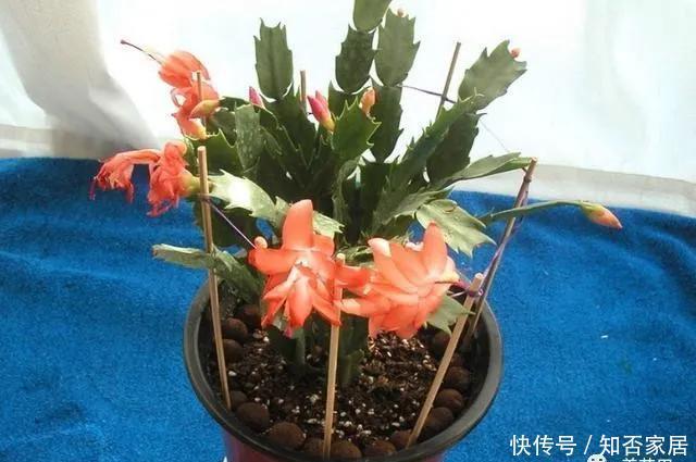 不好|养蟹爪兰做好“三点”,叶肥根壮,开花爆盆,“养不好”已成过去