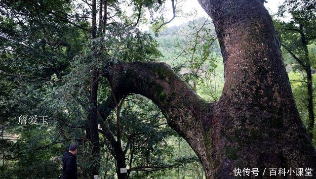 探秘婺源无癌村，隐居深山，“国宝树”围绕，游人想到这儿养老