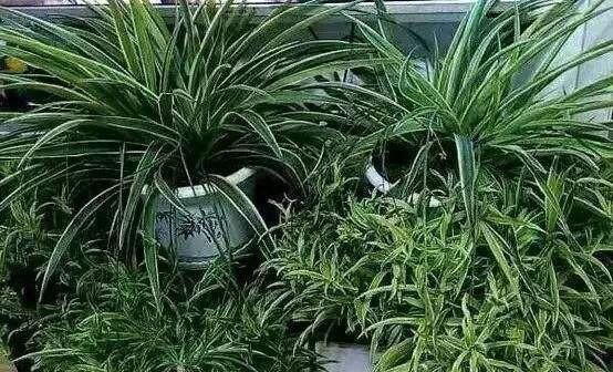  「不用」这5种花不用买，一个枝条放土里，一年长满盆，枝繁叶茂又养眼