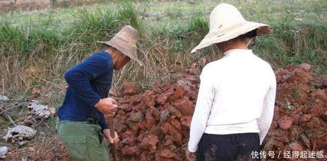 农村夫妻在干地里挖莲藕，你见过吗这种活一般人做不来！