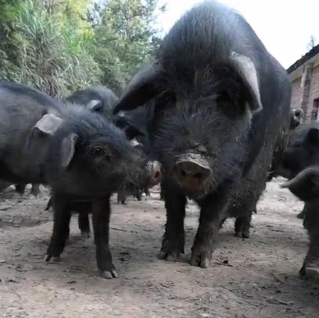  「农民罗大哥」农民养殖的“它”吃的都是野菜野草，一斤50元，