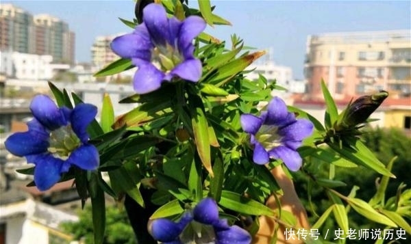  「花名」花名以“龙胆”命名，开花特漂亮，李时珍说它“定五脏杀虫毒”