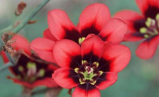  「三色魔杖」3月下旬养这些花，花美花期长，一年开花200多天，开花一簇接一簇