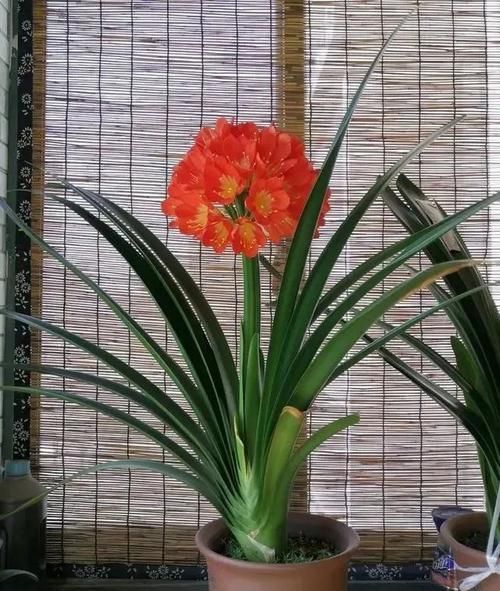 「盆土」养君子兰,7天浇一浇这“水”,君子兰根系壮不烂根,开花更艳!