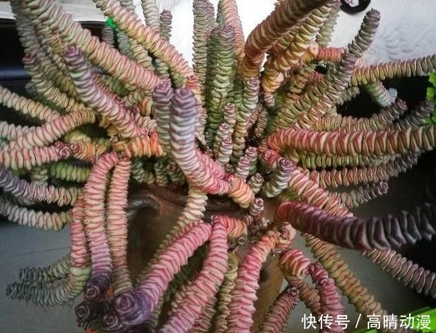  [养护]多肉“钱串子”，用这3个小妙招，一个“铜钱”也不掉