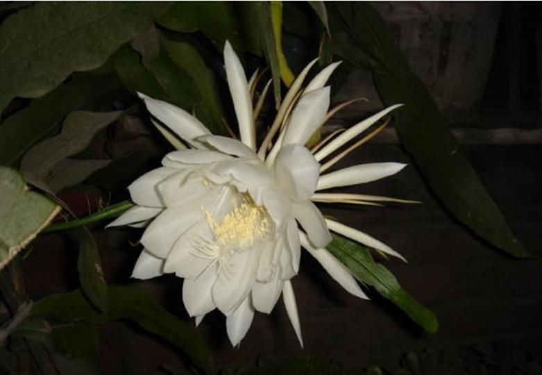  「令箭荷花」令箭荷花和昙花错误的种植方法，绝对不能这么种，越种长的越差