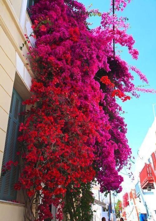 『开桃红色』三角梅的品种欣赏(完全篇)