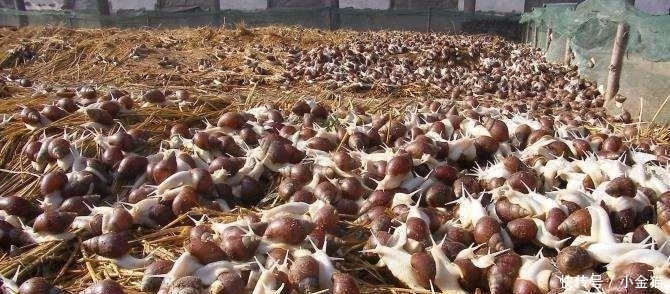 农民兄弟注意了: 在农村的这8种养殖骗局, 又活跃了起来 , 已有不