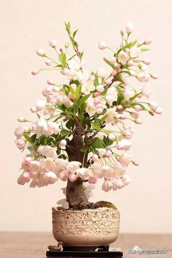 樱花盆景，美到窒息！