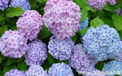  [随便]此3种花，不能随便换盆，要不可能活不过7天