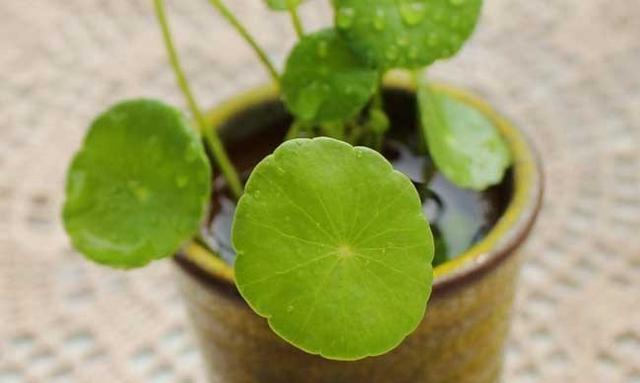  [植物]铜钱草会开花吗？