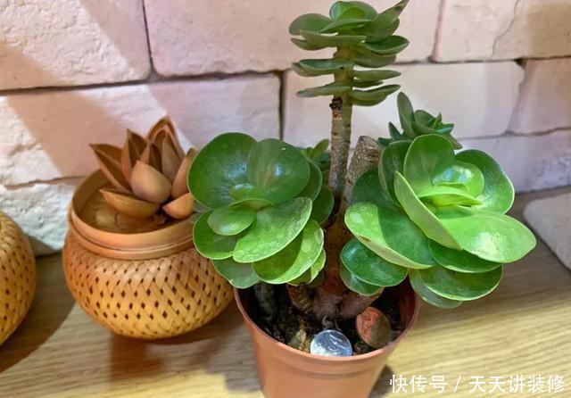 [图片作者]15种超级好养的花，不死鸟居然不是第一，“养花杀手”们试一试吧
