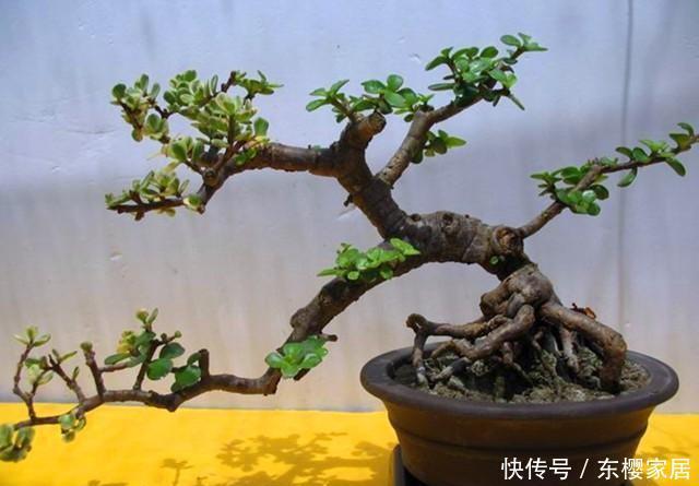 变身|简单几步,让普通的金枝玉叶盆栽,变身超美老桩盆景!