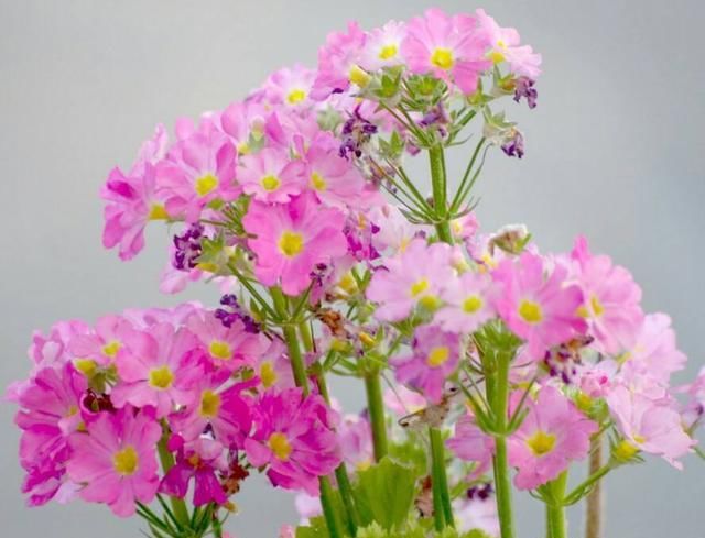  富贵：花开富贵喜庆红花，过年养这4种“好运花”，红红火火过大年！