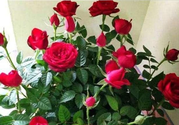  家里：3种“瘦身又美容”的花，家里养1盆，赏花又变美，还特别好养！