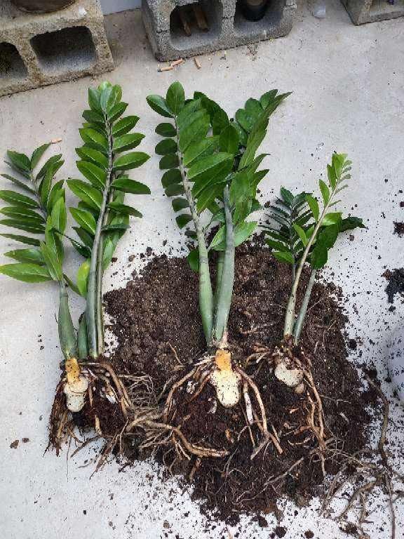  『大白』3种“吃土花”，1年不换盆，大白根挤满整个盆，土都被“吃”光