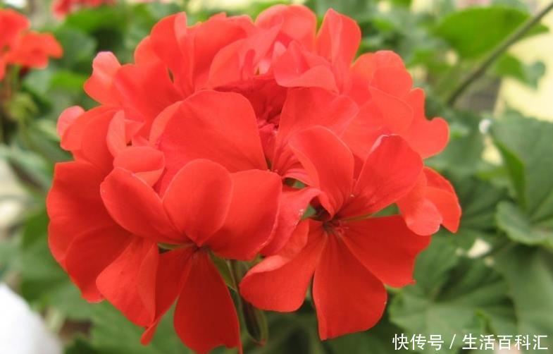 『迷人』喜欢养护花卉,就养开花爆盆、花期长,花色艳丽,香气迷人的花卉