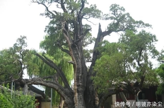  「银杏树」这十大长寿树王：棵棵大有来头，第一名比中国历史还