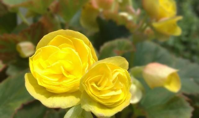  『漂亮』喜欢在家里养花,那就养盆花大色艳的,开花漂亮绚烂夺目,美极了