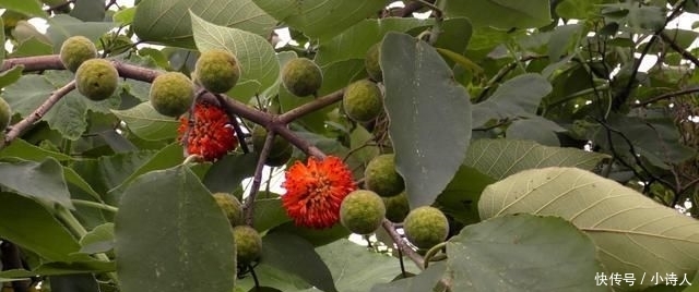  「构树果」浑身是宝，却丝毫不受待见，农村这种树木为何会沦落到这般田地？