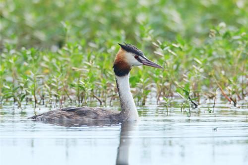  「野生动植物」惊喜不止滴水湖稀客，上海“在册”鸟种501种，为全国三分之一