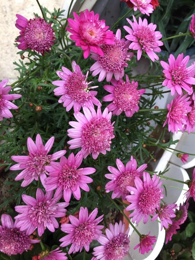  「开花越多」3种花，夏天一到就开爆，盆盆开花上千朵